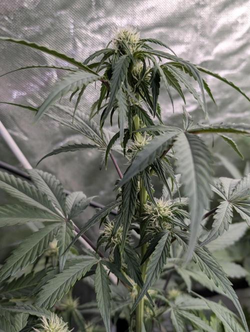 Strawberry Pie x4. Week 7 - N2