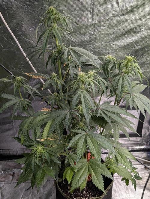 Strawberry Pie x4. Week 7 - N3
