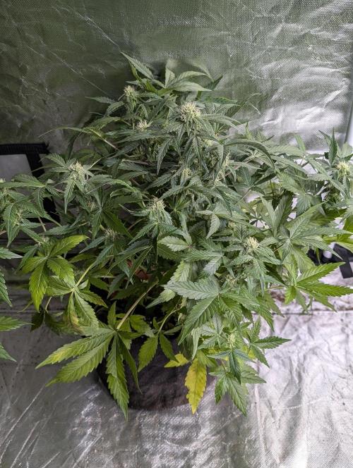 Afghani Bullet x5. Week 7 - N1