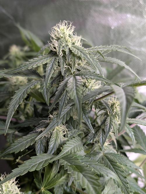 Afghani Bullet x5. Week 7 - N1