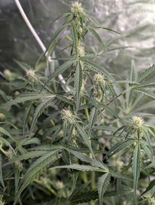 Afghani Bullet x5. Week 7 - N2