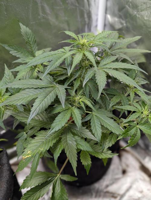 Afghani Bullet x5. Week 7 - N3