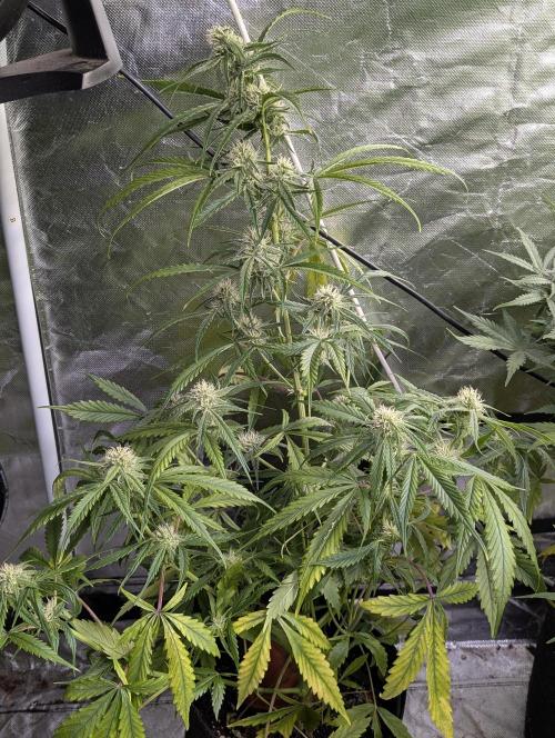 Pablo Escobar auto x3. Week 7 - N1