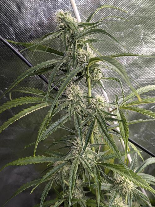 Pablo Escobar auto x3. Week 7 - N1