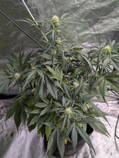 Pablo Escobar auto x3. Week 7 - N2