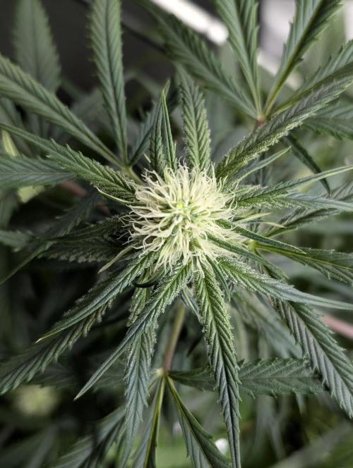 Pablo Escobar auto x3. Week 7 - N2