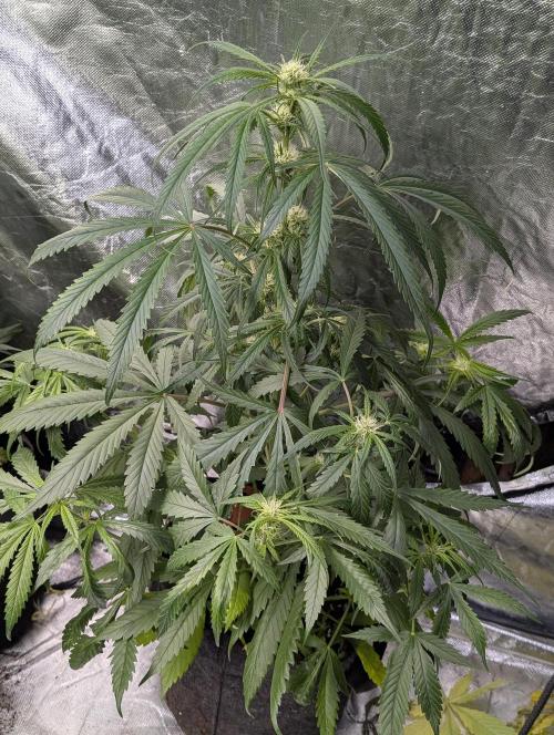 Pablo Escobar auto x3. Week 7 - N3