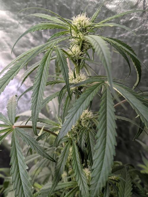 Pablo Escobar auto x3. Week 7 - N3