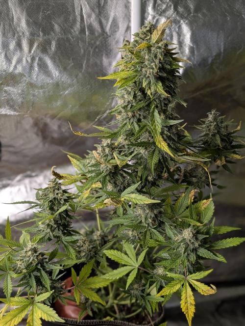 Kabul auto x5. Week 9 - N1