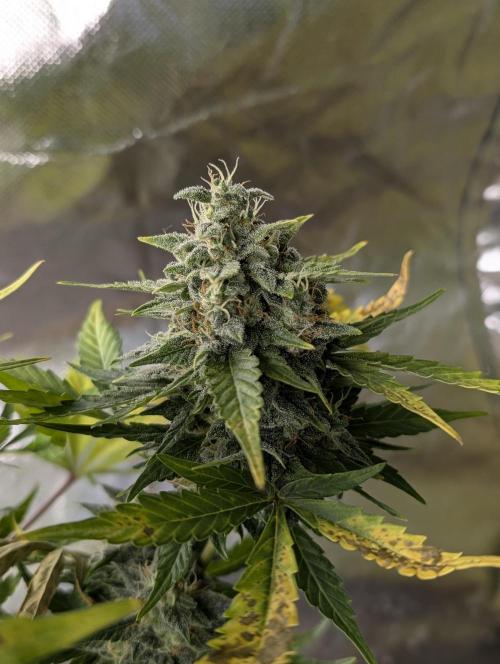 Kabul auto x5. Week 9 - N1