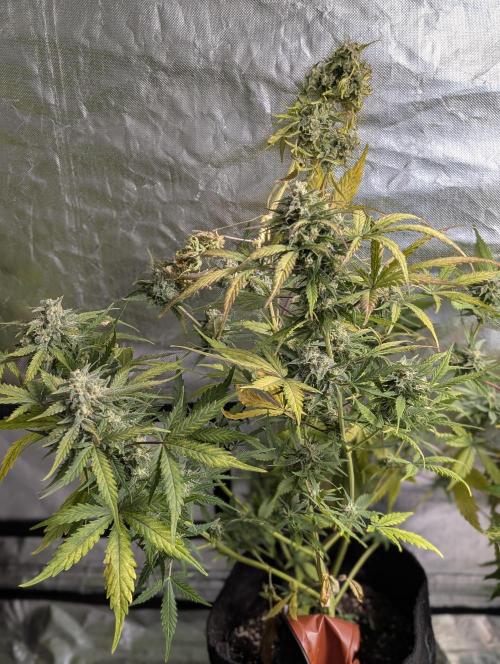 Kabul auto x5. Week 9 - N2