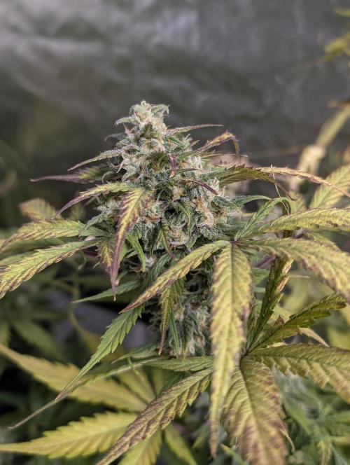 Kabul auto x5. Week 9 - N2