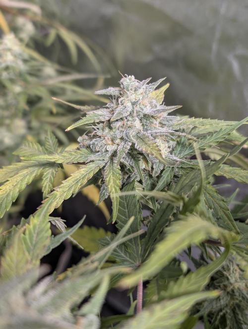 Kabul auto x5. Week 9 - N2