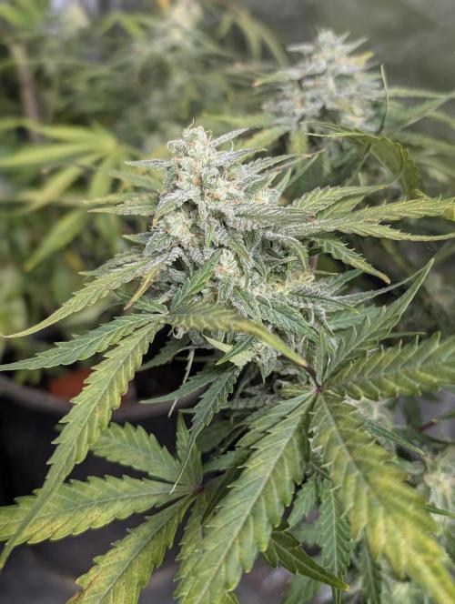 Kabul auto x5. Week 9 - N2