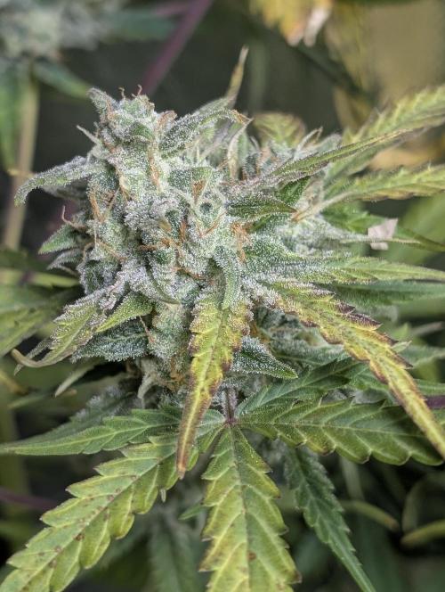 Kabul auto x5. Week 9 - N2