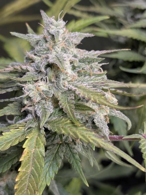 Kabul auto x5. Week 9 - N2