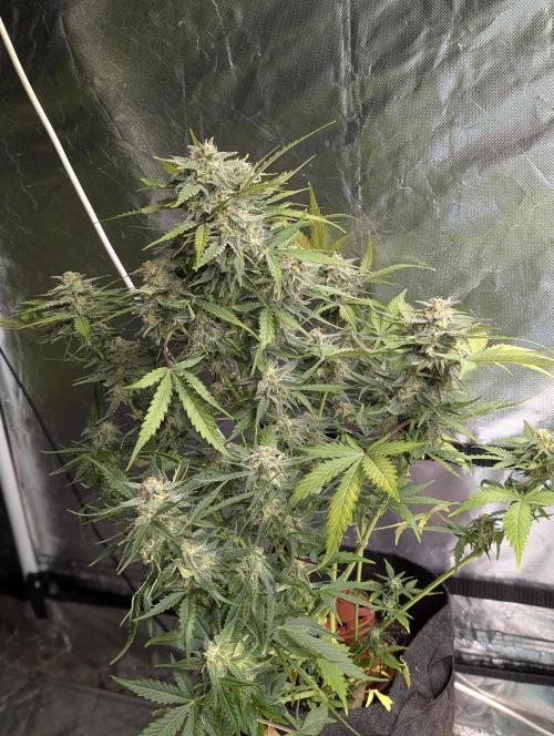 Kabul auto x5. Week 9 - N3