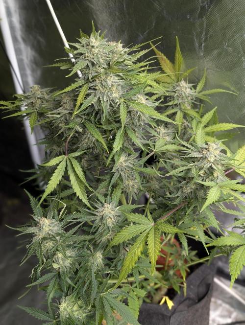 Kabul auto x5. Week 9 - N3