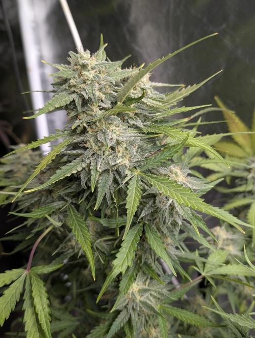 Kabul auto x5. Week 9 - N3