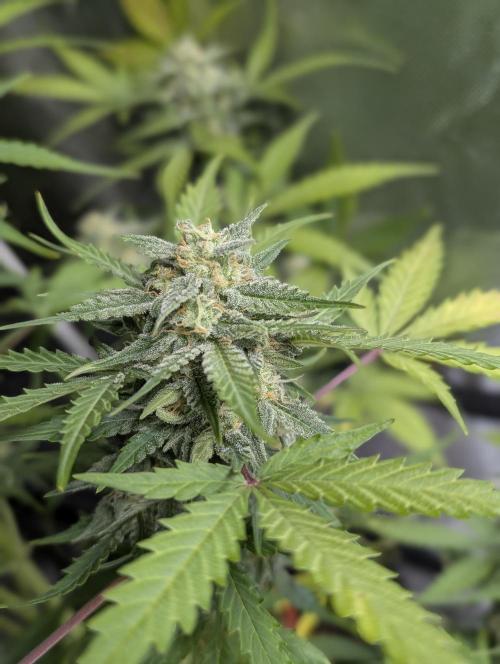 Kabul auto x5. Week 9 - N3