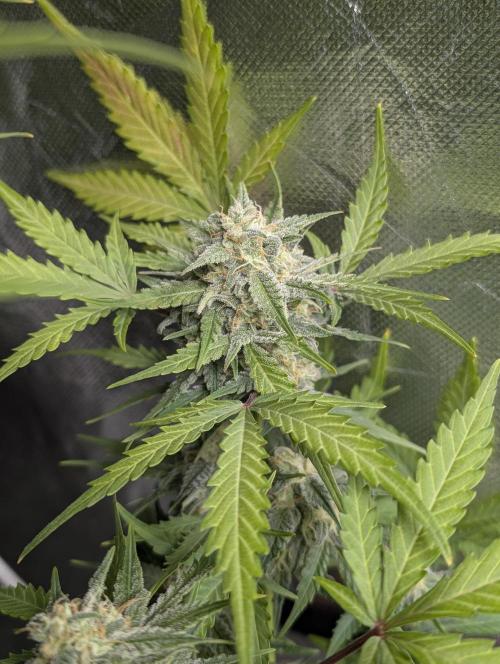 Kabul auto x5. Week 9 - N3