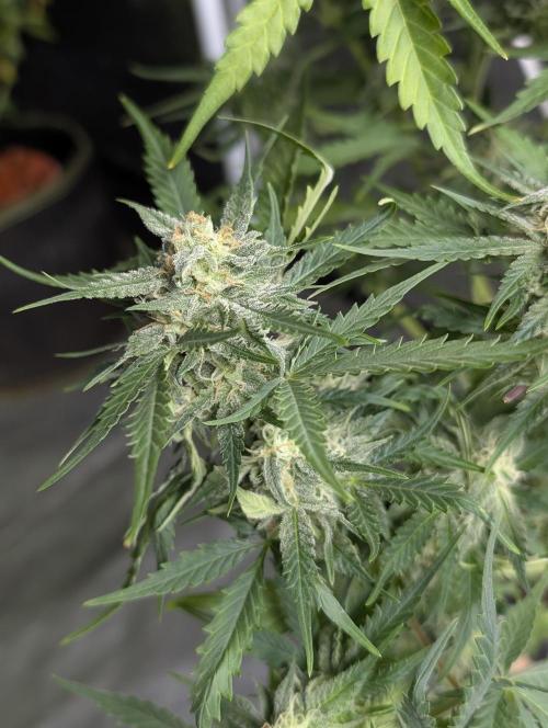 Kabul auto x5. Week 9 - N3