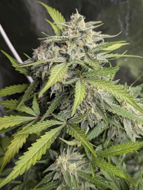 Kabul auto x5. Week 9 - N4