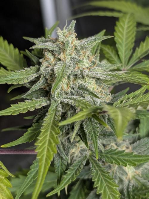 Kabul auto x5. Week 9 - N4