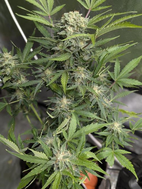 Kabul auto x5. Week 9 - N5