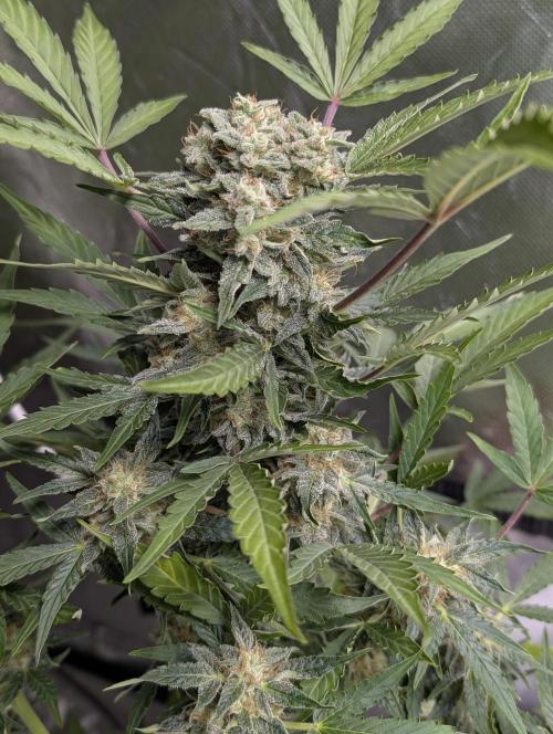 Kabul auto x5. Week 9 - N5