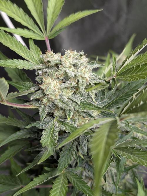 Kabul auto x5. Week 9 - N5