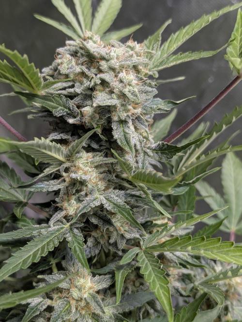 Kabul auto x5. Week 9 - N5