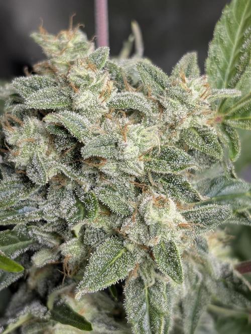 Kabul auto x5. Week 9 - N5