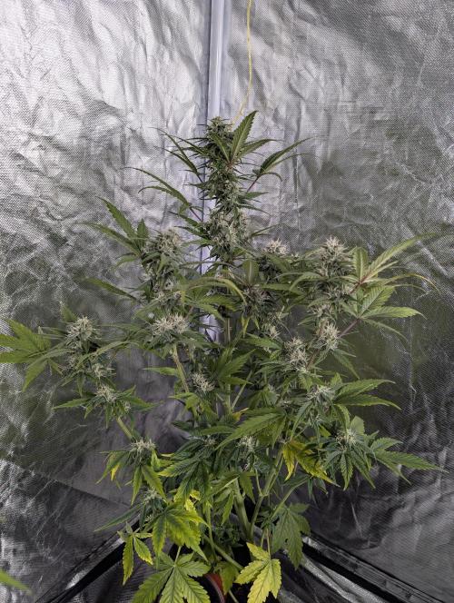 Strawberry Pie x4. Week 9 - N1