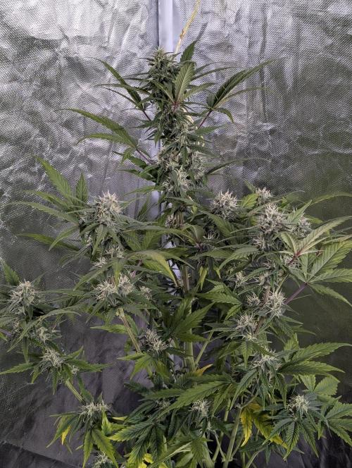 Strawberry Pie x4. Week 9 - N1