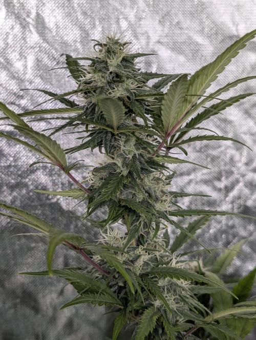 Strawberry Pie x4. Week 9 - N1