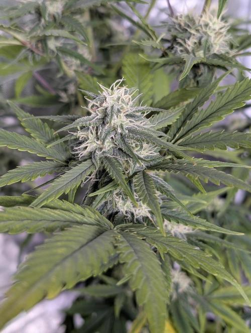 Strawberry Pie x4. Week 9 - N1