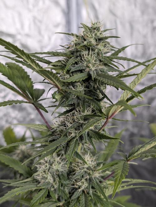 Strawberry Pie x4. Week 9 - N1