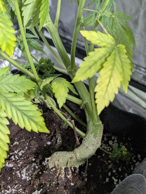 Strawberry Pie x4. Week 9 - N1