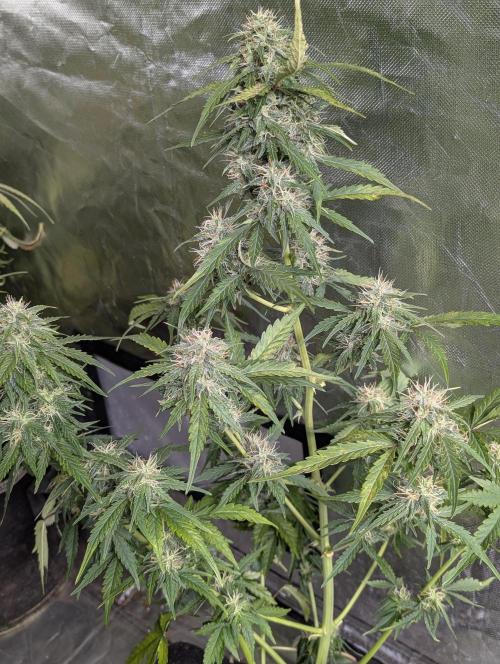 Strawberry Pie x4. Week 9 - N2