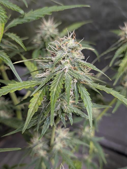 Strawberry Pie x4. Week 9 - N2