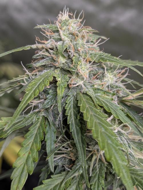 Strawberry Pie x4. Week 9 - N2