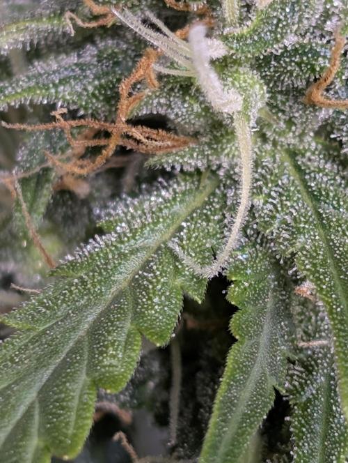 Strawberry Pie x4. Week 9 - N2