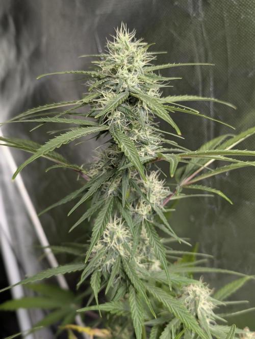 Strawberry Pie x4. Week 9 - N3