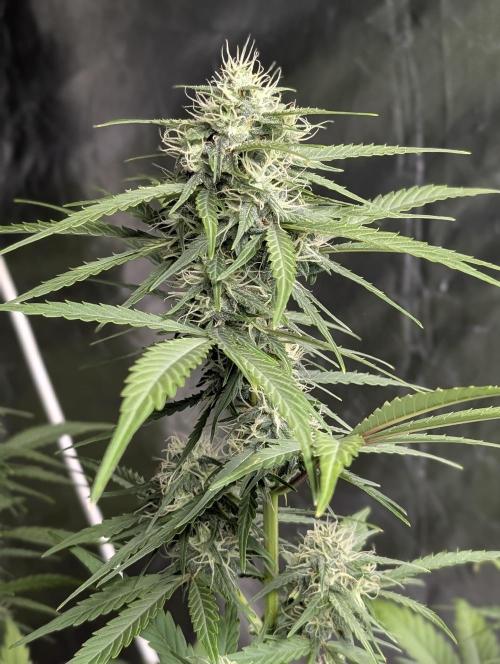 Strawberry Pie x4. Week 9 - N3