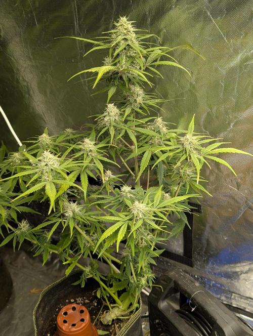 Strawberry Pie x4. Week 9 - N4