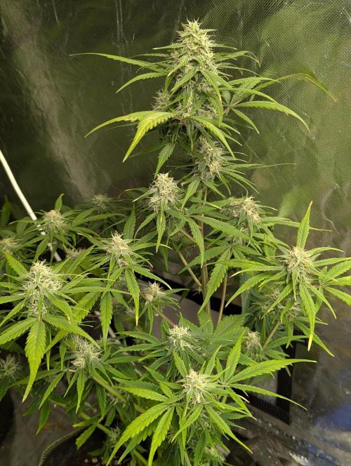 Strawberry Pie x4. Week 9 - N4