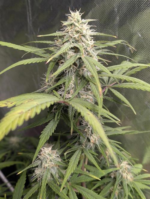 Strawberry Pie x4. Week 9 - N4