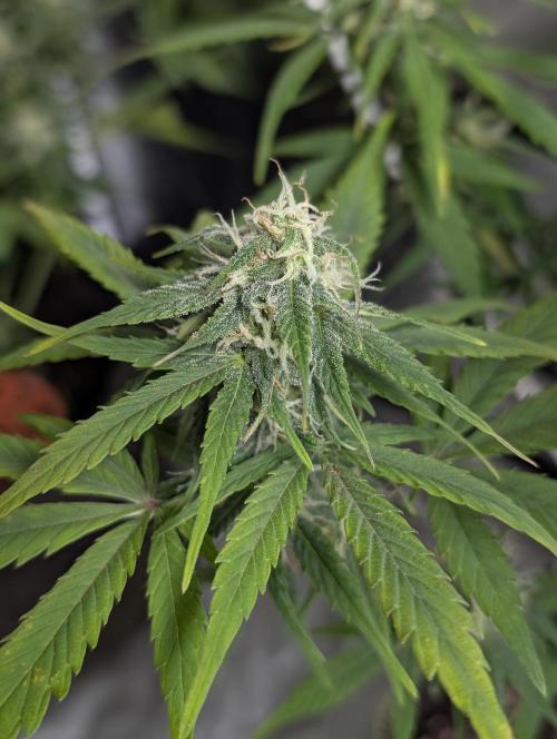 Strawberry Pie x4. Week 9 - N4