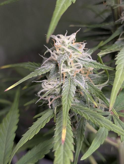 Strawberry Pie x4. Week 9 - N4